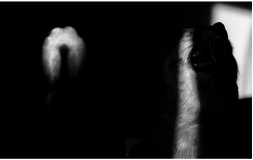 © Edouard de' Pazzi - From 'Eros and Thanatos' Dyptich Series, 20x32", B/W Print