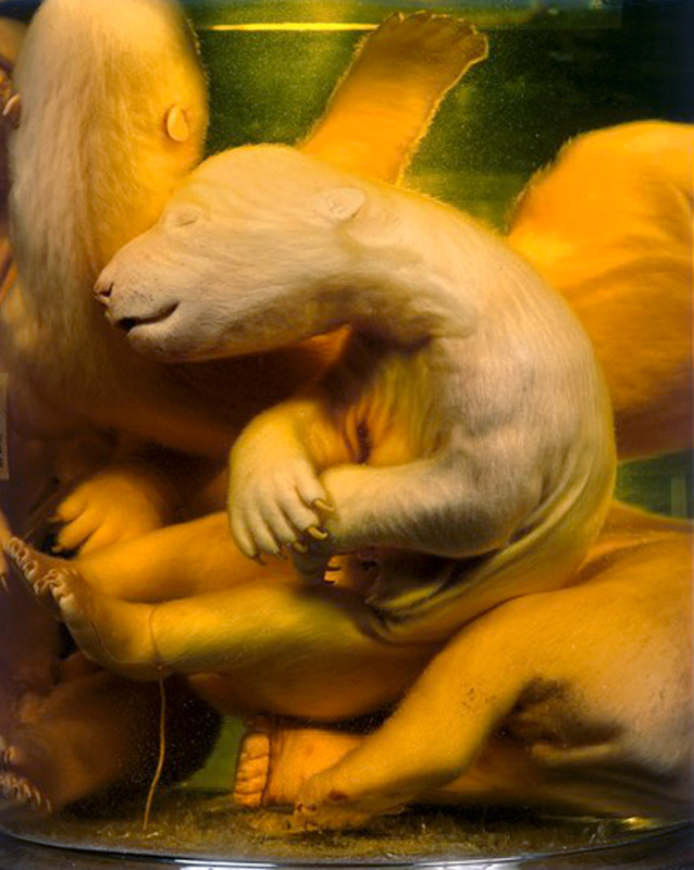 ©Daniel&Geo Fuchs, Polar Bears from 'Conserved' Series, 1998, Color Print, 2 sizes, Ed.4 each